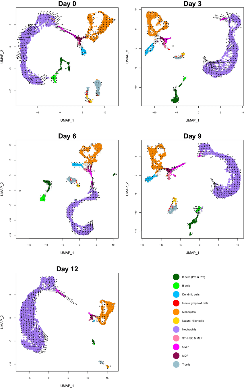 RNA velocity estimates for each cell type over time